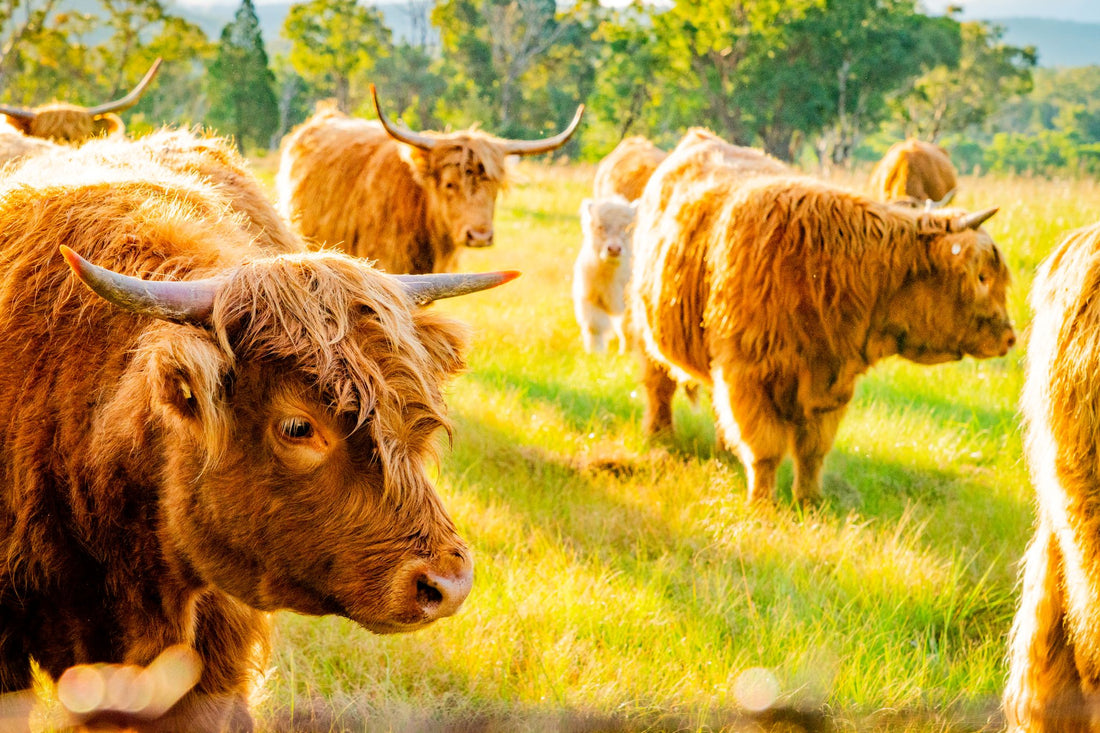 6616ab8ed8c3c268632d0a1d_a-herd-of-highland-cows_1768018484996.jpg