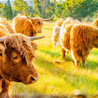 6616ab8ed8c3c268632d0a1d_a-herd-of-highland-cows_1768018484996.jpg