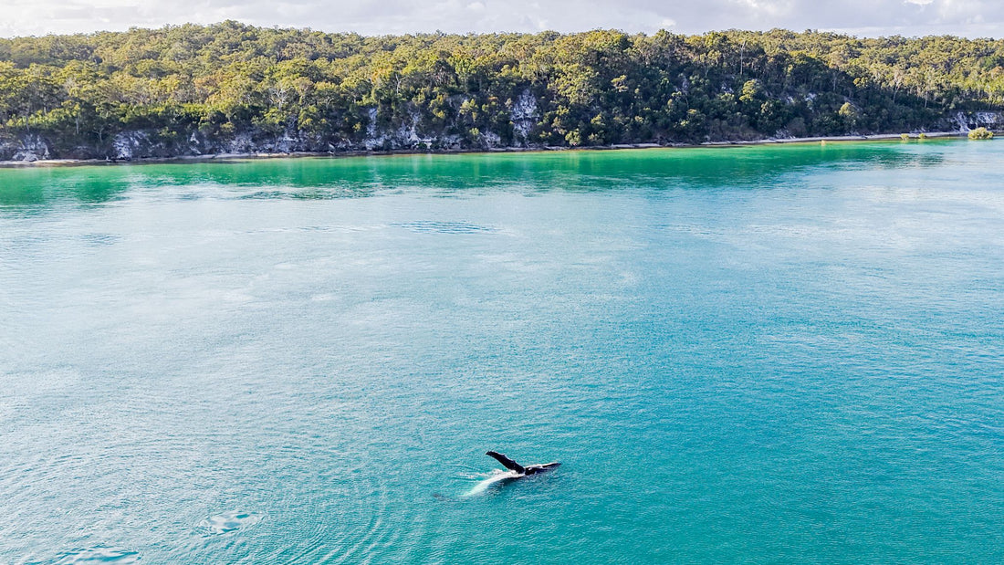 6616ab8ed8c3c268632d0a1d_a-whale-playing-off-the-coast-of-k-gari-fraser-island-_1768024798122.jpg