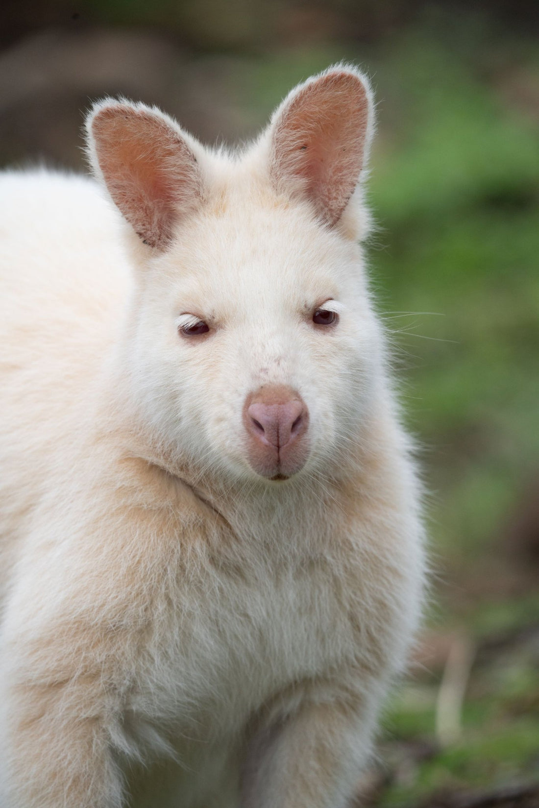 6616ab8ed8c3c268632d0a1d_a-white-wallaby-of-bruny-island_1768024278348.jpg