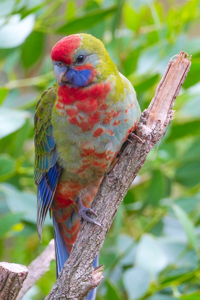 6616ab8ed8c3c268632d0a1d_adelaide-rosella-south-australia_1768275013274.jpg