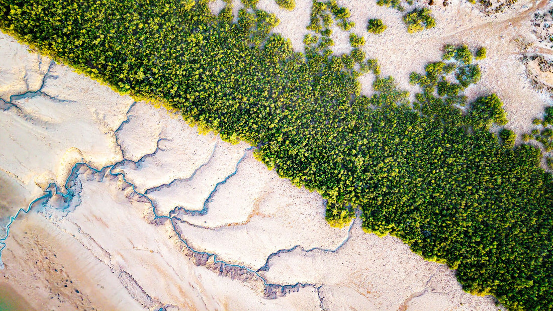 6616ab8ed8c3c268632d0a1d_aerial-landscape-of-mangrove-tidal-flats-at-pardoo-east-pilbara-western-australia_1768032865351.jpg