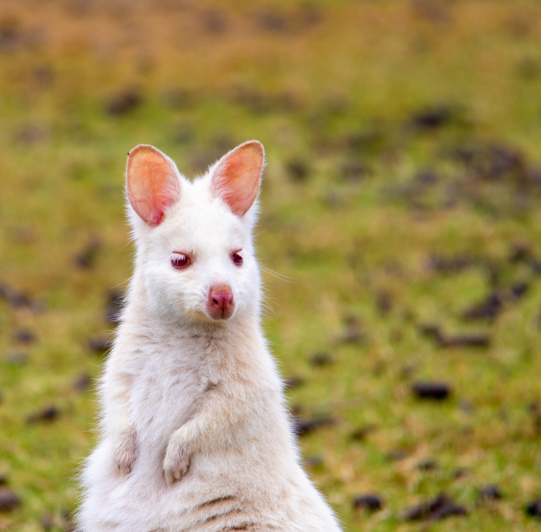 6616ab8ed8c3c268632d0a1d_albino-wallaby-of-bruny-island_1785589403866.jpg