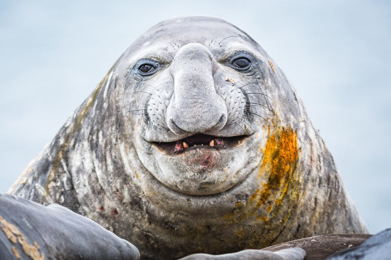 6616ab8ed8c3c268632d0a1d_apeacock-antarctica-121223-1554-edit-2-3_1772468420309.jpg