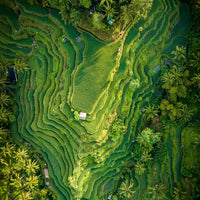 Tegalalang Rice Terrace, Ubud, Bali 5