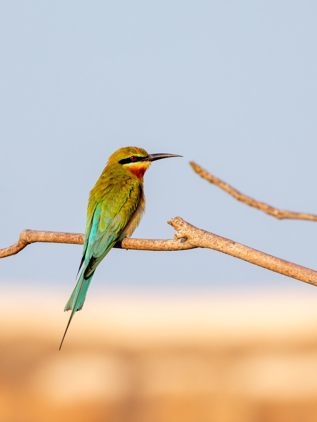 6616ab8ed8c3c268632d0a1d_bee-eater-of-galle_1785589847552.jpg