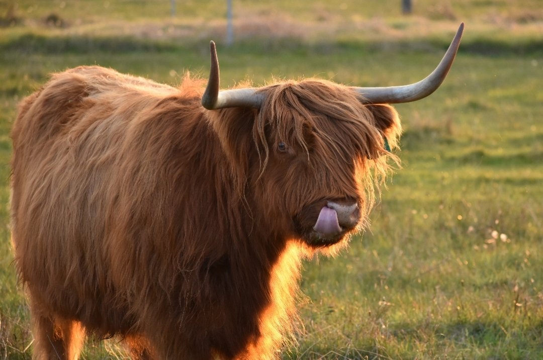 6616ab8ed8c3c268632d0a1d_big-lick-thumbnail_1785580068067.jpg