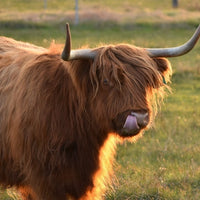6616ab8ed8c3c268632d0a1d_big-lick-thumbnail_1785580068067.jpg