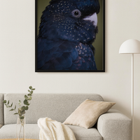 6616ab8ed8c3c268632d0a1d_black-cockatoo_1768024169676.png