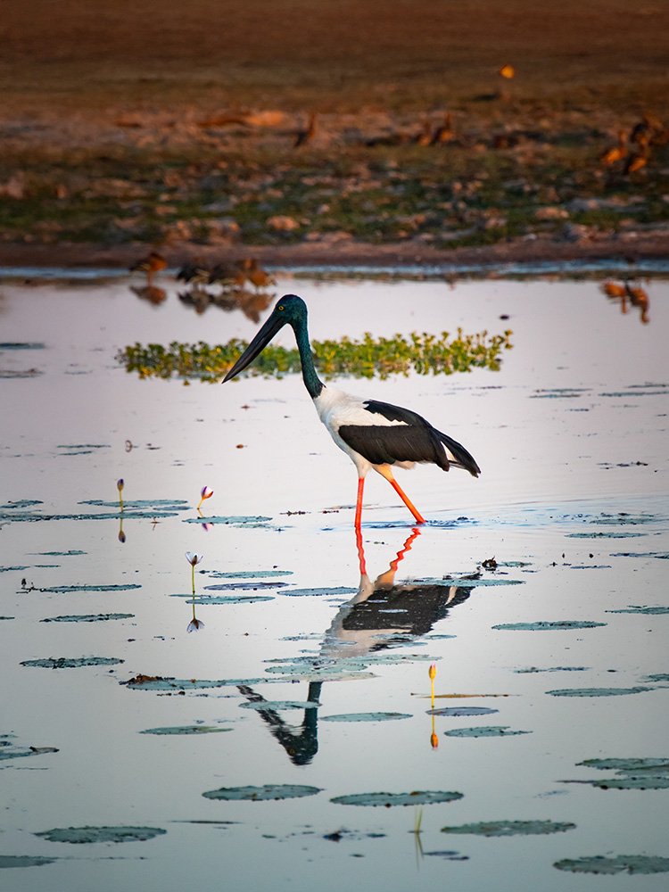 6616ab8ed8c3c268632d0a1d_black-necked-stork-jabiru-web_1763360755505.jpg