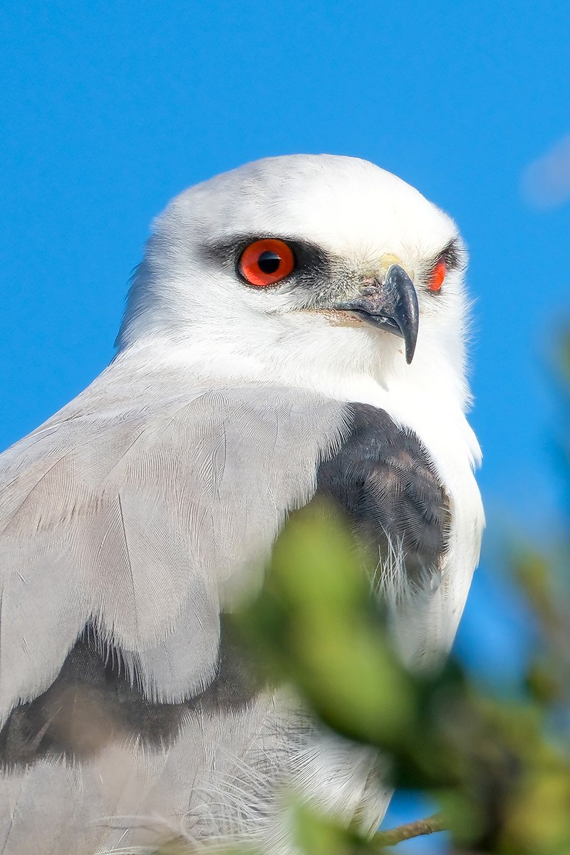 6616ab8ed8c3c268632d0a1d_black-shouldered-kite-coorong-south-australia_1768274820360.jpg
