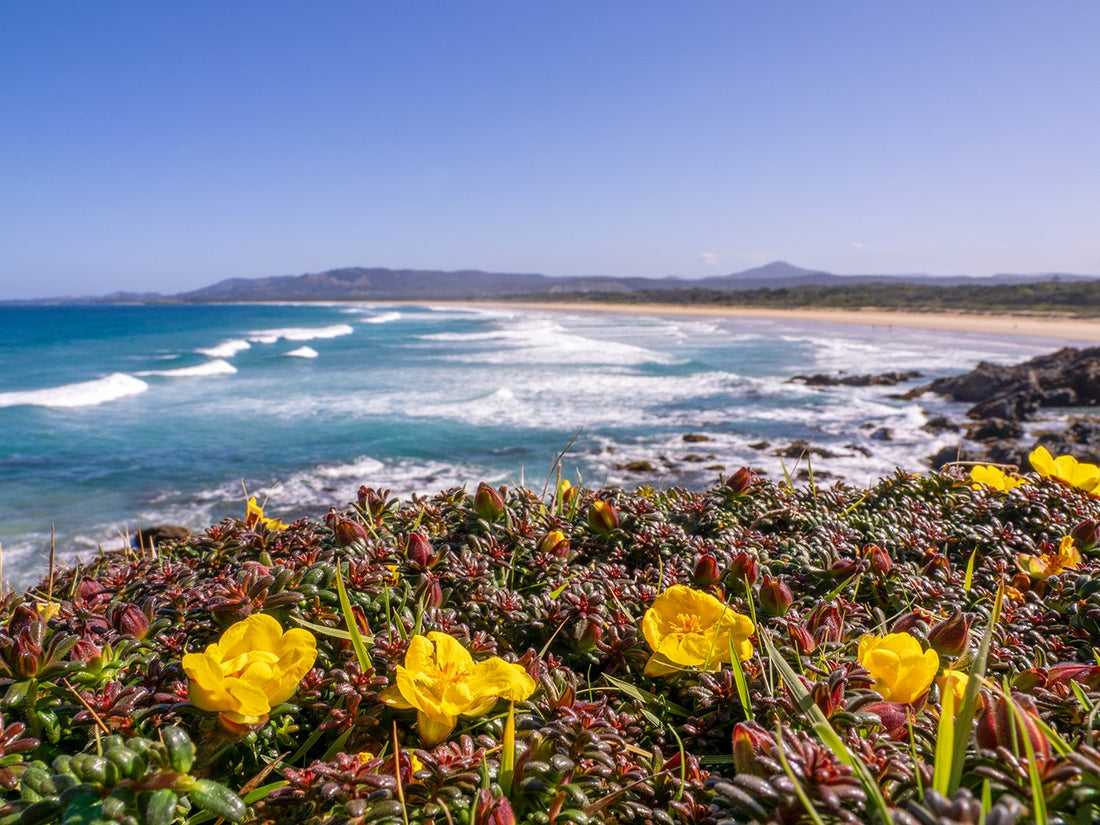 6616ab8ed8c3c268632d0a1d_blossom-emerald-beach-little_1791365265870.jpg