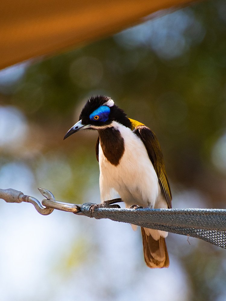 6616ab8ed8c3c268632d0a1d_blue-faced-honey-eater-web_1765693255774.jpg