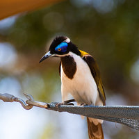 6616ab8ed8c3c268632d0a1d_blue-faced-honey-eater-web_1765693255774.jpg