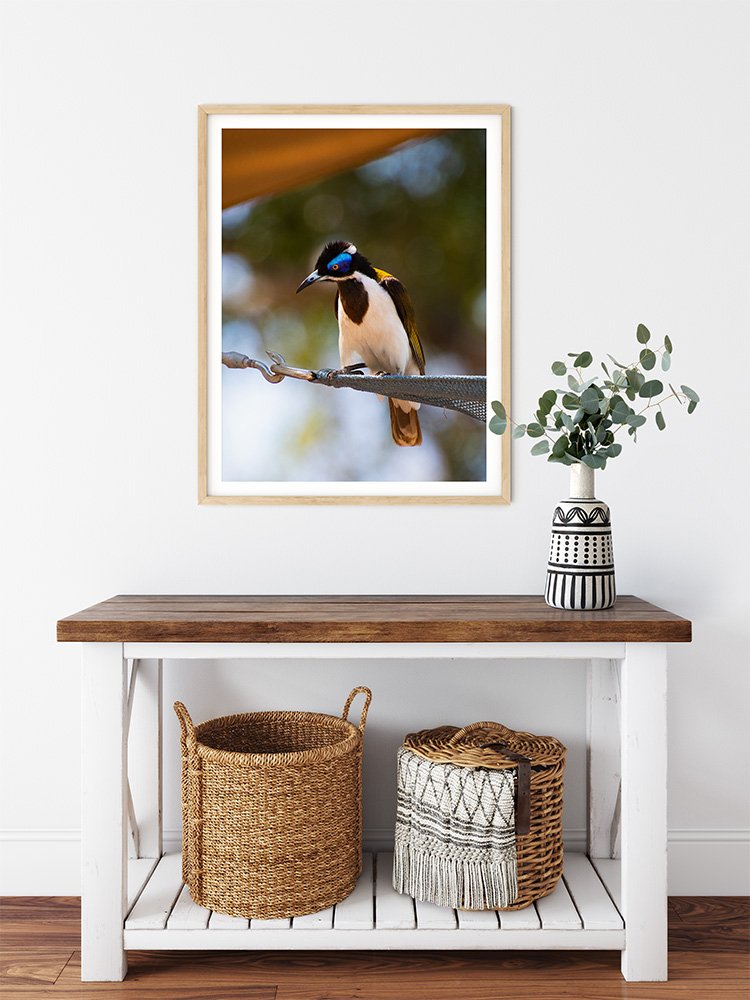 6616ab8ed8c3c268632d0a1d_blue-faced-honey-eater-wood-frame_1765693255774.jpg