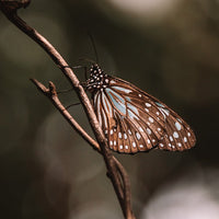6616ab8ed8c3c268632d0a1d_blue-tiger-butterfly-print-web_1763359406887.jpg