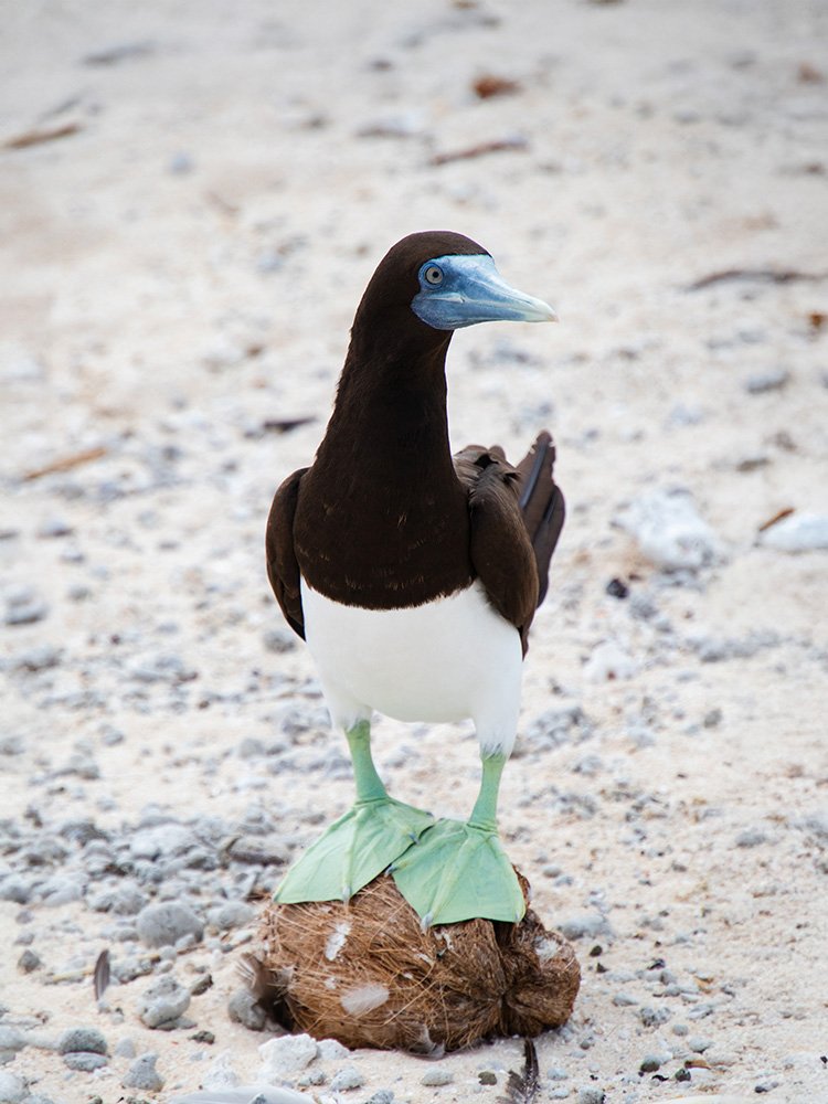 6616ab8ed8c3c268632d0a1d_brown-booby-on-a-coconut-web_1765687787801.jpg