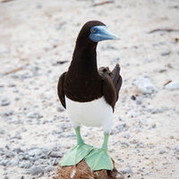 6616ab8ed8c3c268632d0a1d_brown-booby-on-a-coconut-web_1765687787801.jpg