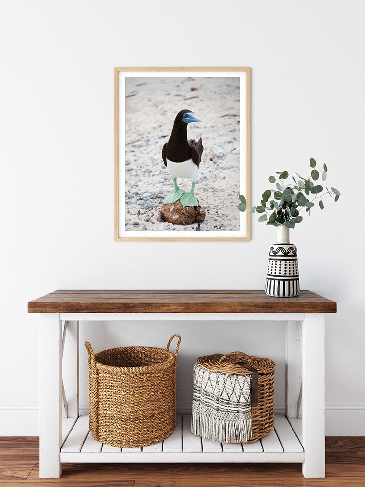6616ab8ed8c3c268632d0a1d_brown-booby-on-a-coconut-wood-frame_1765687787801.jpg