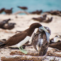6616ab8ed8c3c268632d0a1d_brown-booby-with-juvenille-web_1765687989902.jpg