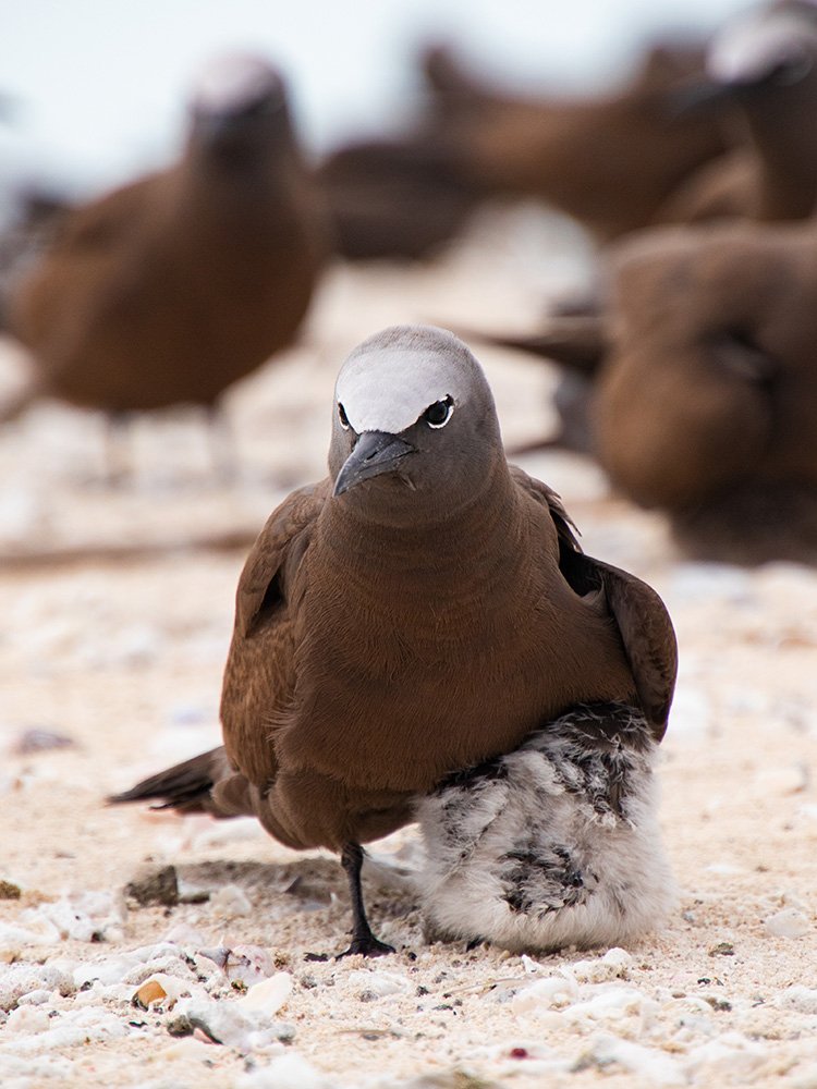 6616ab8ed8c3c268632d0a1d_brown-noddy-with-chick-web_1765688119752.jpg
