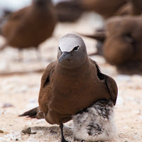 6616ab8ed8c3c268632d0a1d_brown-noddy-with-chick-web_1765688119752.jpg