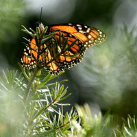 6616ab8ed8c3c268632d0a1d_butterfly-series-1-ss_1765201427945.jpg