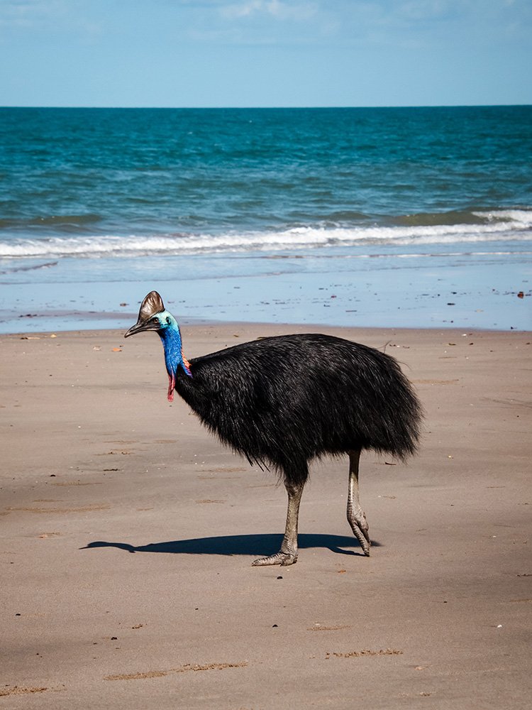 6616ab8ed8c3c268632d0a1d_cassowary-print-2-web_1763359978874.jpg