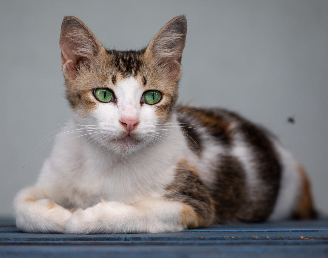 6616ab8ed8c3c268632d0a1d_cat-with-green-eyes_1785590536272.jpg