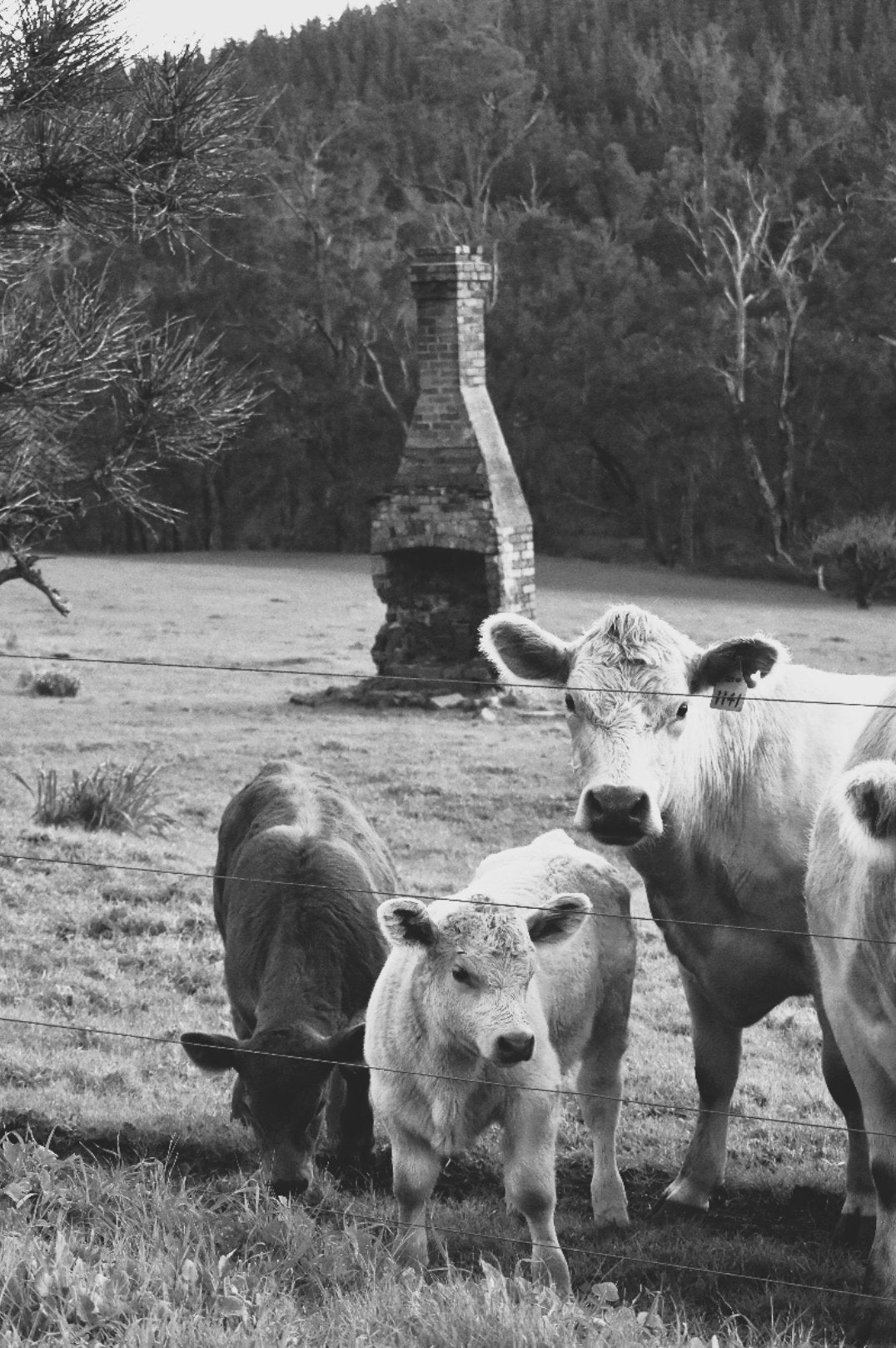 6616ab8ed8c3c268632d0a1d_chimney-relic-cows-monochrome-thumbnail_1766314770557.jpg