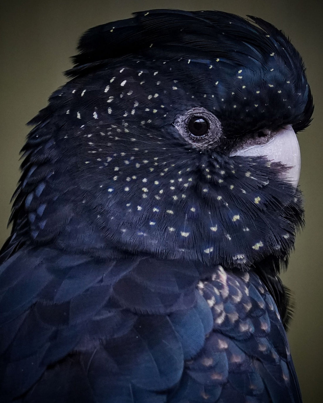 6616ab8ed8c3c268632d0a1d_close-up-portrait-of-a-red-tailed-black-cockatoo_1768024162781.jpg