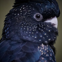 6616ab8ed8c3c268632d0a1d_close-up-portrait-of-a-red-tailed-black-cockatoo_1768024162781.jpg