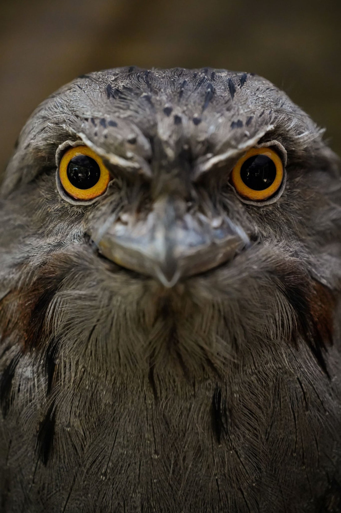 6616ab8ed8c3c268632d0a1d_close-up-portrait-of-a-tawny-frogmouth-owl_1768022563172.jpg