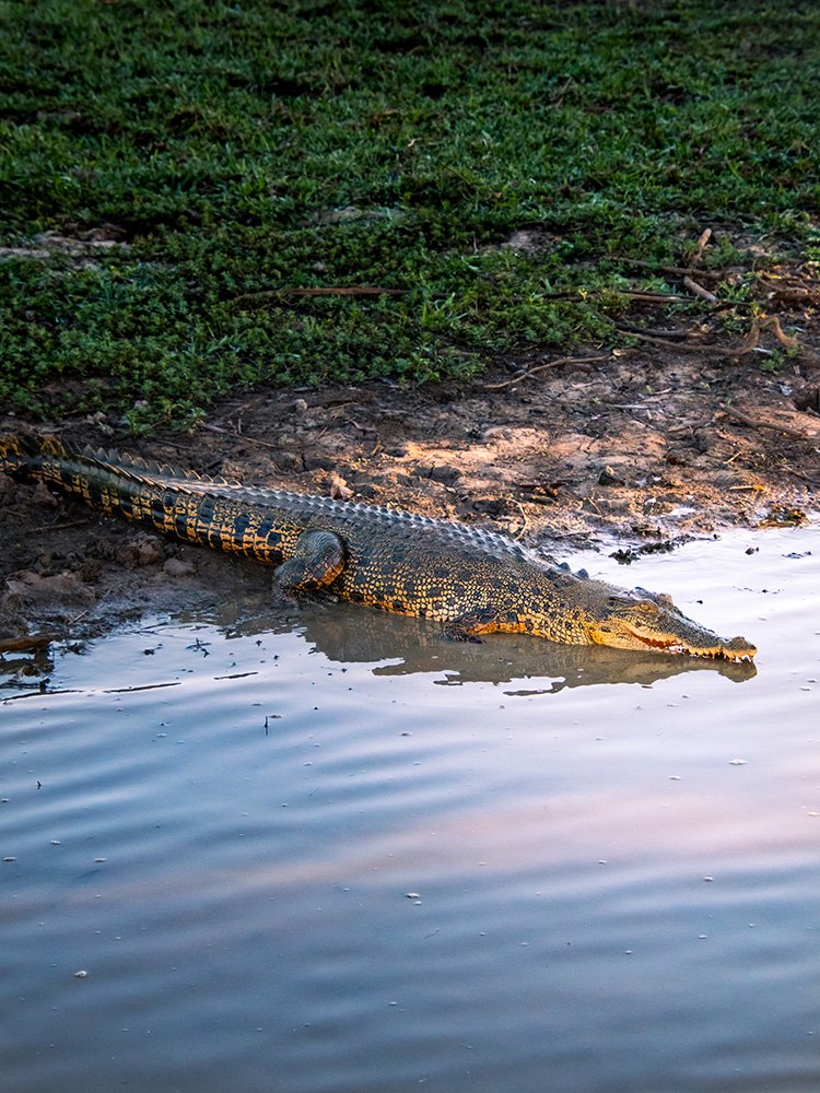 6616ab8ed8c3c268632d0a1d_crocodile-in-kakadu-national-park-web_1765688234119.jpg