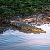 6616ab8ed8c3c268632d0a1d_crocodile-in-kakadu-national-park-web_1765688234119.jpg