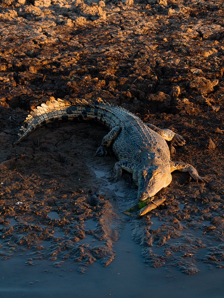 6616ab8ed8c3c268632d0a1d_crocodile-lazing-on-a-riverbank-web_1763360380842.jpg
