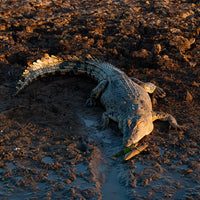 6616ab8ed8c3c268632d0a1d_crocodile-lazing-on-a-riverbank-web_1763360380842.jpg