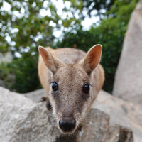 6616ab8ed8c3c268632d0a1d_curious-rock-wallaby_1748151181327.jpg