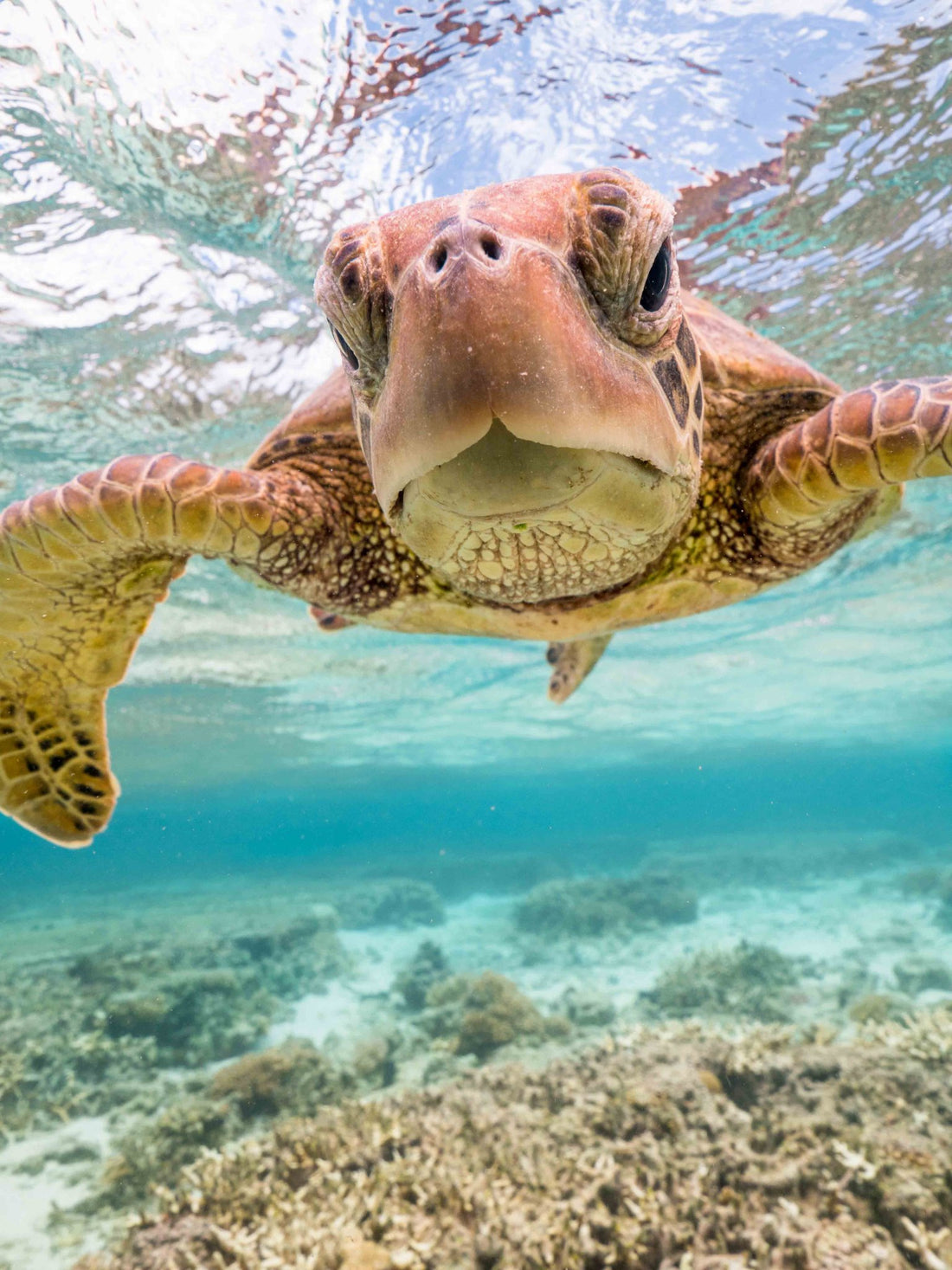 6616ab8ed8c3c268632d0a1d_curious-turtle-lady-elliot-island_1791946650995.jpg