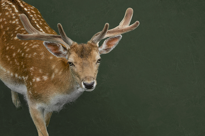 6616ab8ed8c3c268632d0a1d_deer2-final-version-large-klein_1785066725714.png
