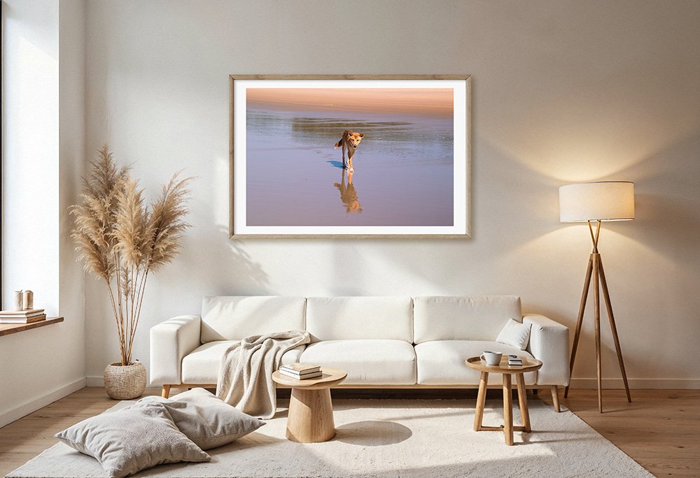 6616ab8ed8c3c268632d0a1d_dingo-on-kgari-island-landscape-wood-frame_1765693352608.jpg