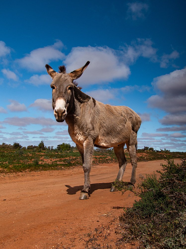 6616ab8ed8c3c268632d0a1d_donkey-in-silverton-nsw-web_1765693550110.jpg
