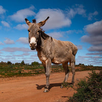 6616ab8ed8c3c268632d0a1d_donkey-in-silverton-nsw-web_1765693550110.jpg