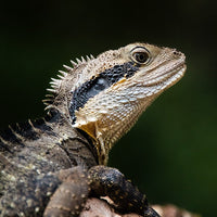6616ab8ed8c3c268632d0a1d_eastern-water-dragon-portrait-web_1765688432693.jpg