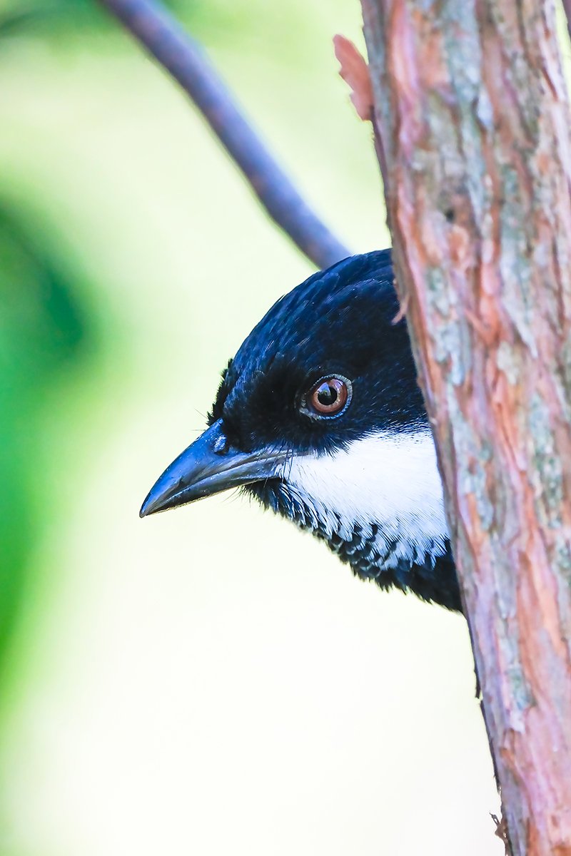 6616ab8ed8c3c268632d0a1d_eastern-whipbird-playing-peek-a-boo-australia_1768275487497.jpg
