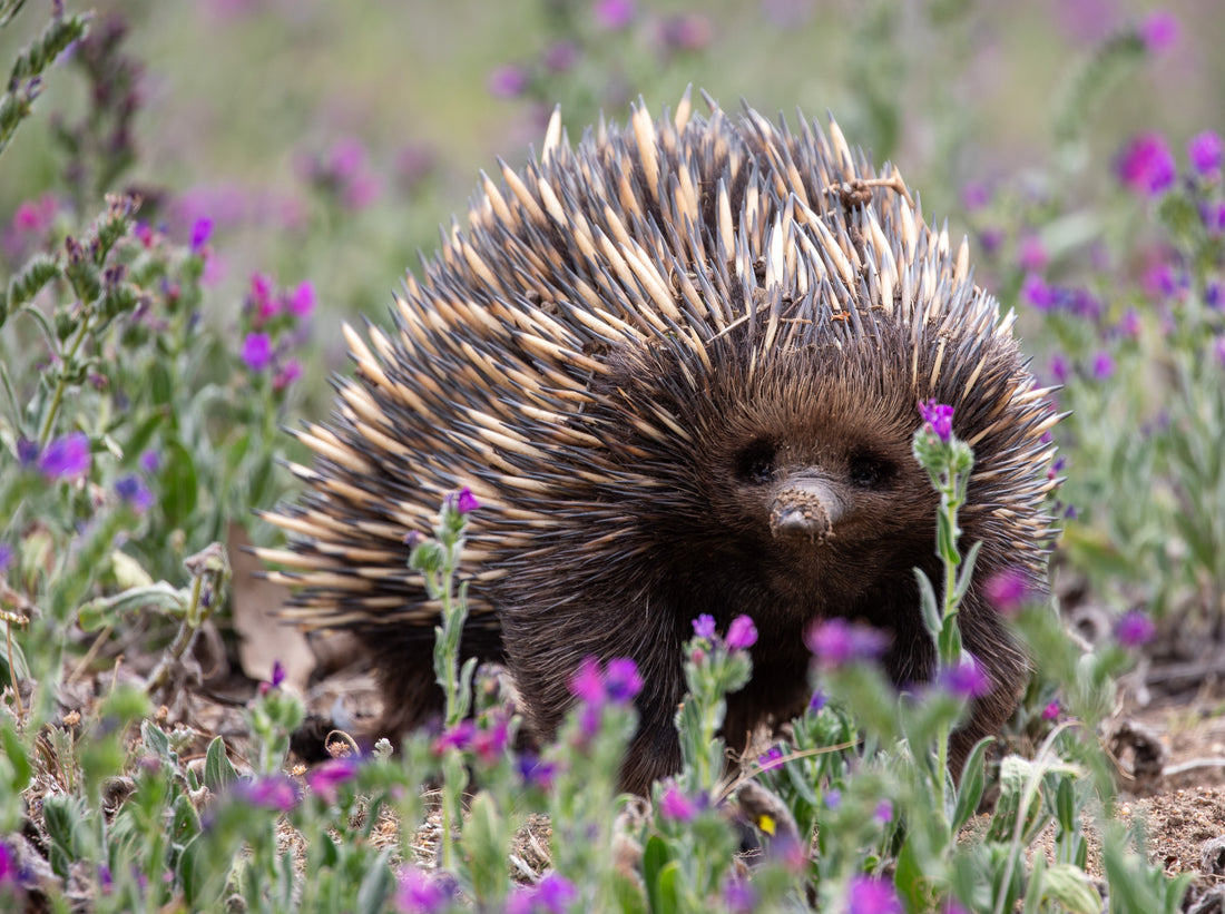 6616ab8ed8c3c268632d0a1d_echidna-in-purple-flowers_1762756937405.jpg
