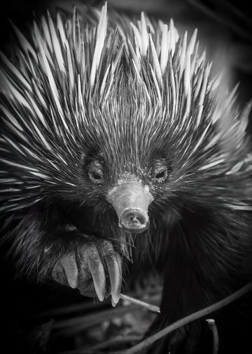 6616ab8ed8c3c268632d0a1d_echidna_1748149917580.jpg