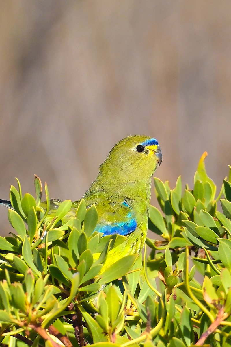 6616ab8ed8c3c268632d0a1d_elegant-parrot-coorong-salt-marsh-south-australia_1768275764132.jpg