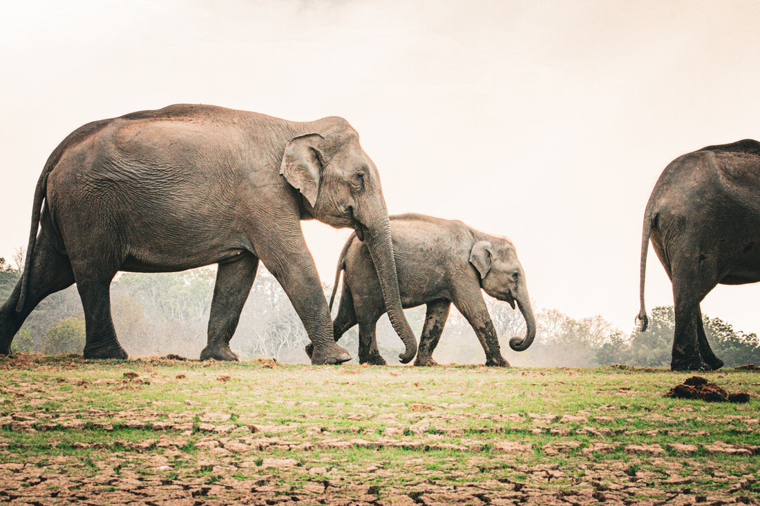 6616ab8ed8c3c268632d0a1d_elephants-on-the-riverbank_1785587618142.jpg