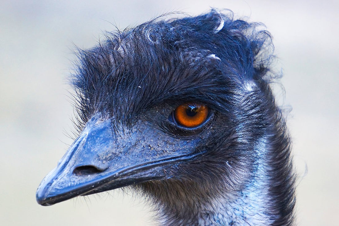 6616ab8ed8c3c268632d0a1d_emu-close-up-of-face_1768275921028.jpg